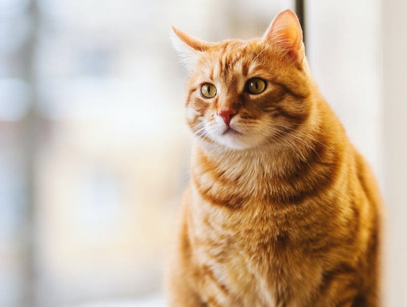 Companion Animal Medical Center Policies