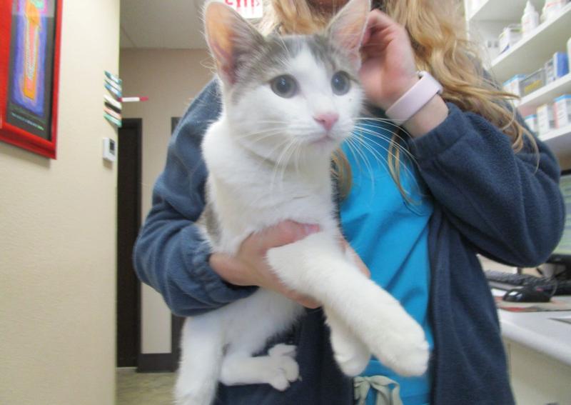 Carousel Slide 5: We are a feline-friendly practice!