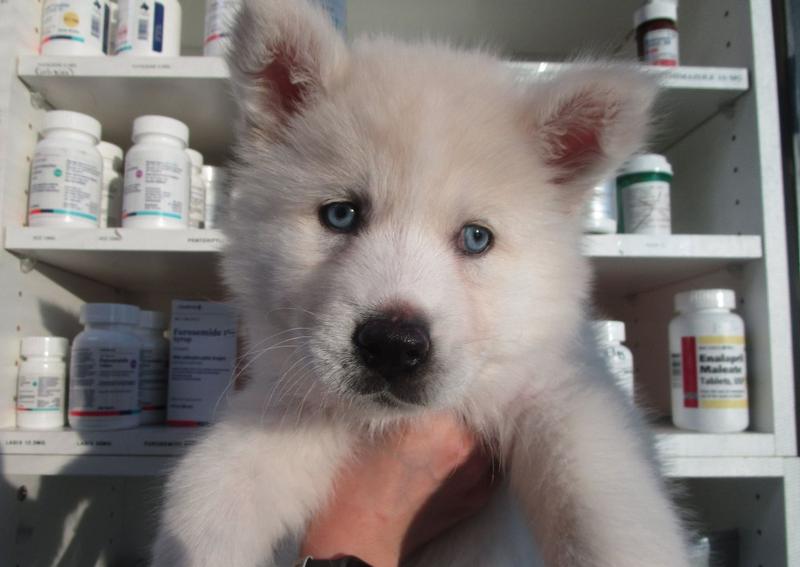 Carousel Slide 2: Now seeing puppy patients