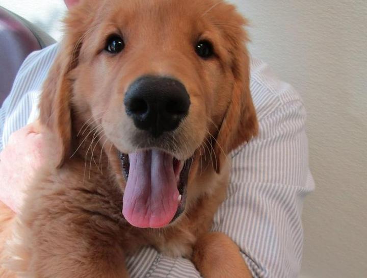 Carousel Slide 4: Pet dental care available